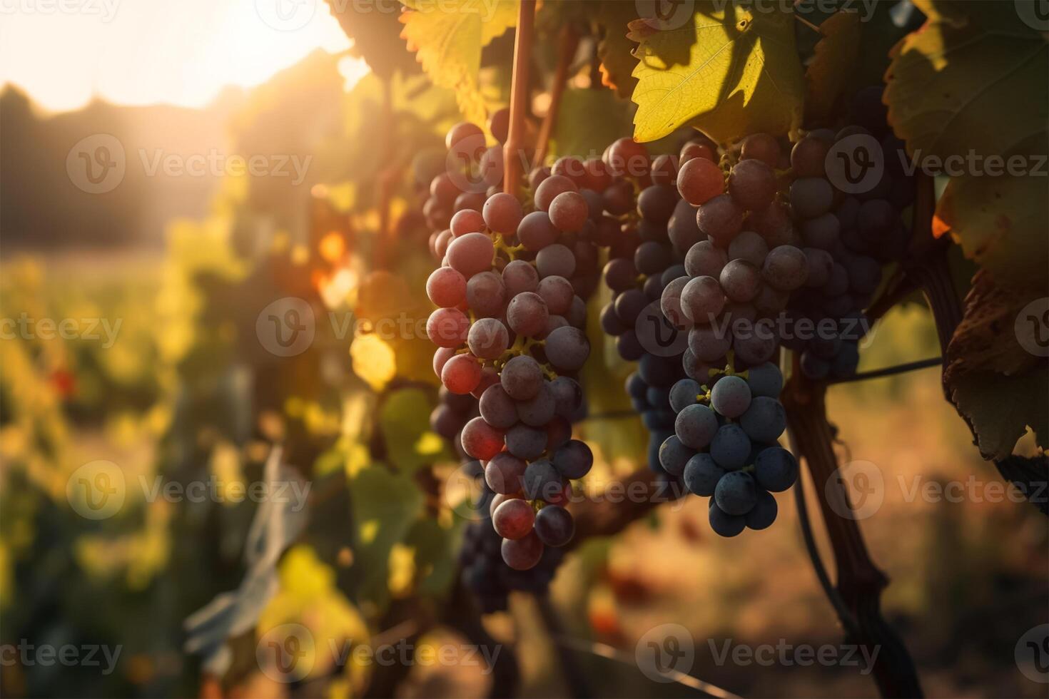 A bunch of grape are hanging from a vine in a vineyard at sunset light. photo
