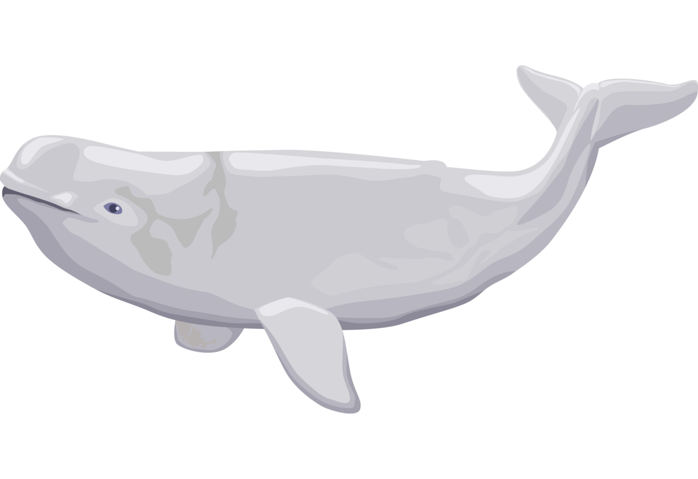 ballena beluga vida marina png