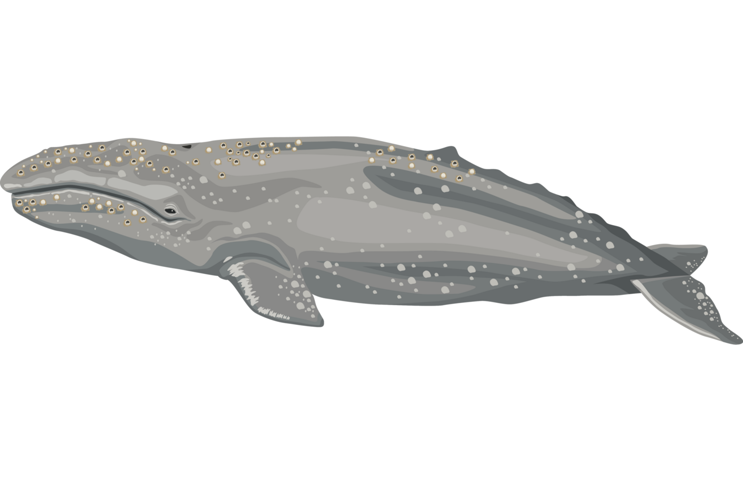 humpback whale sealife png