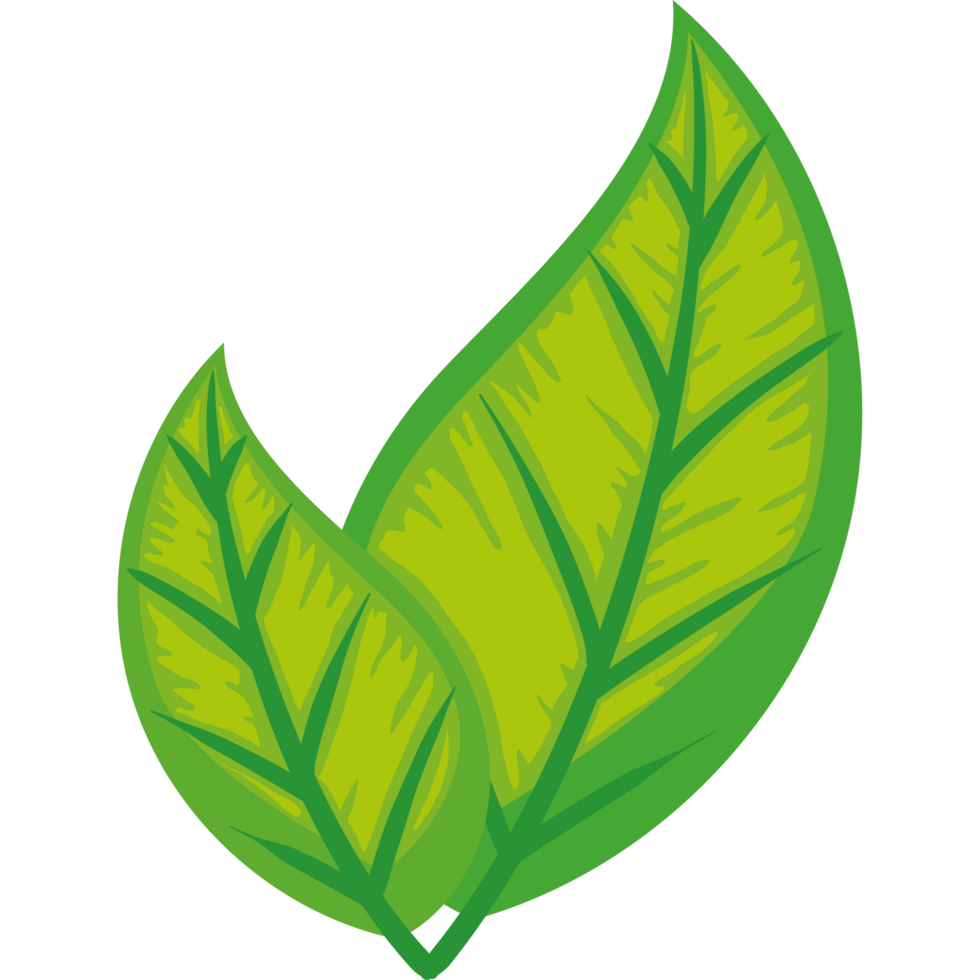 feuilles plante feuillage png