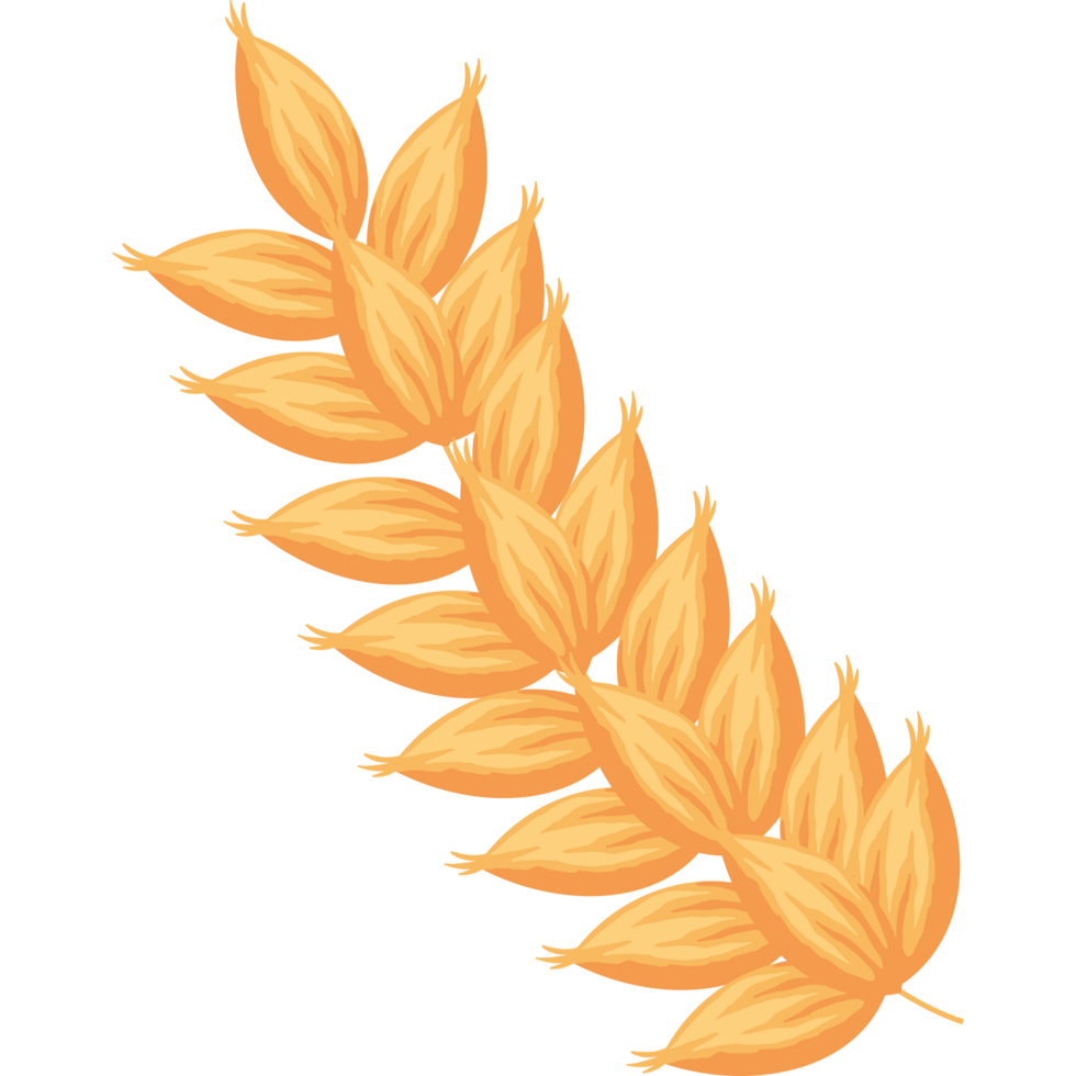 golden barley spike png