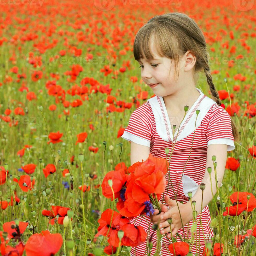 A girl collects poppy flowers photo