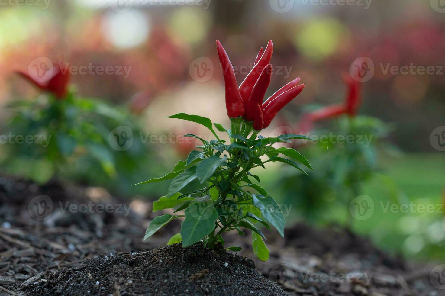 Red peppers against a bokeh background. photo