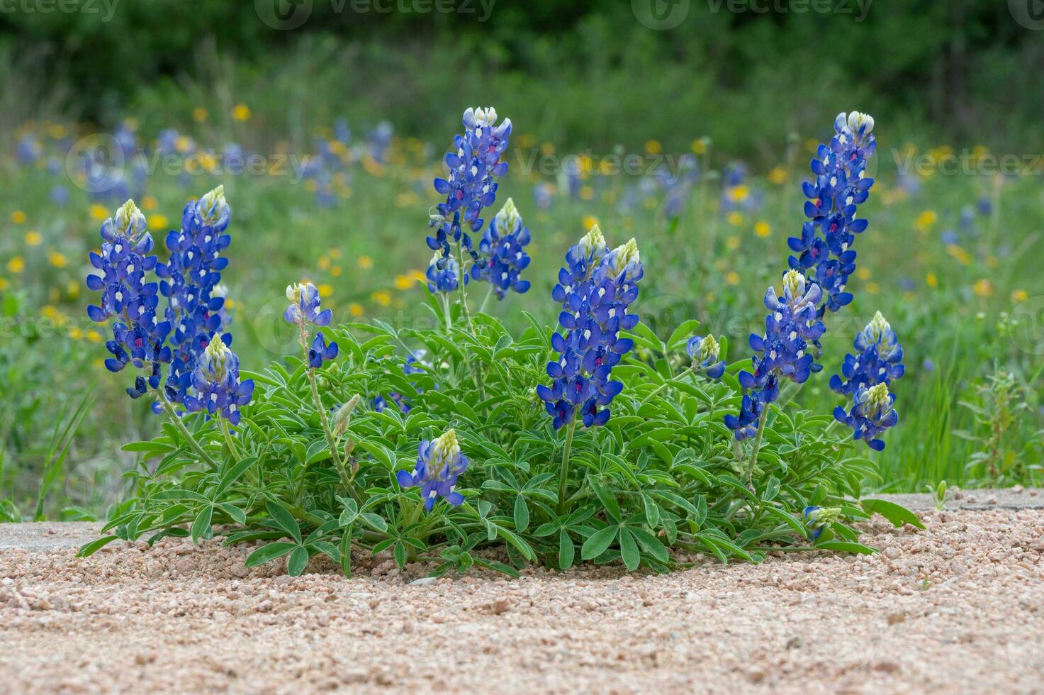 un bluebonnet planta crece en grava durante primavera en Texas. foto