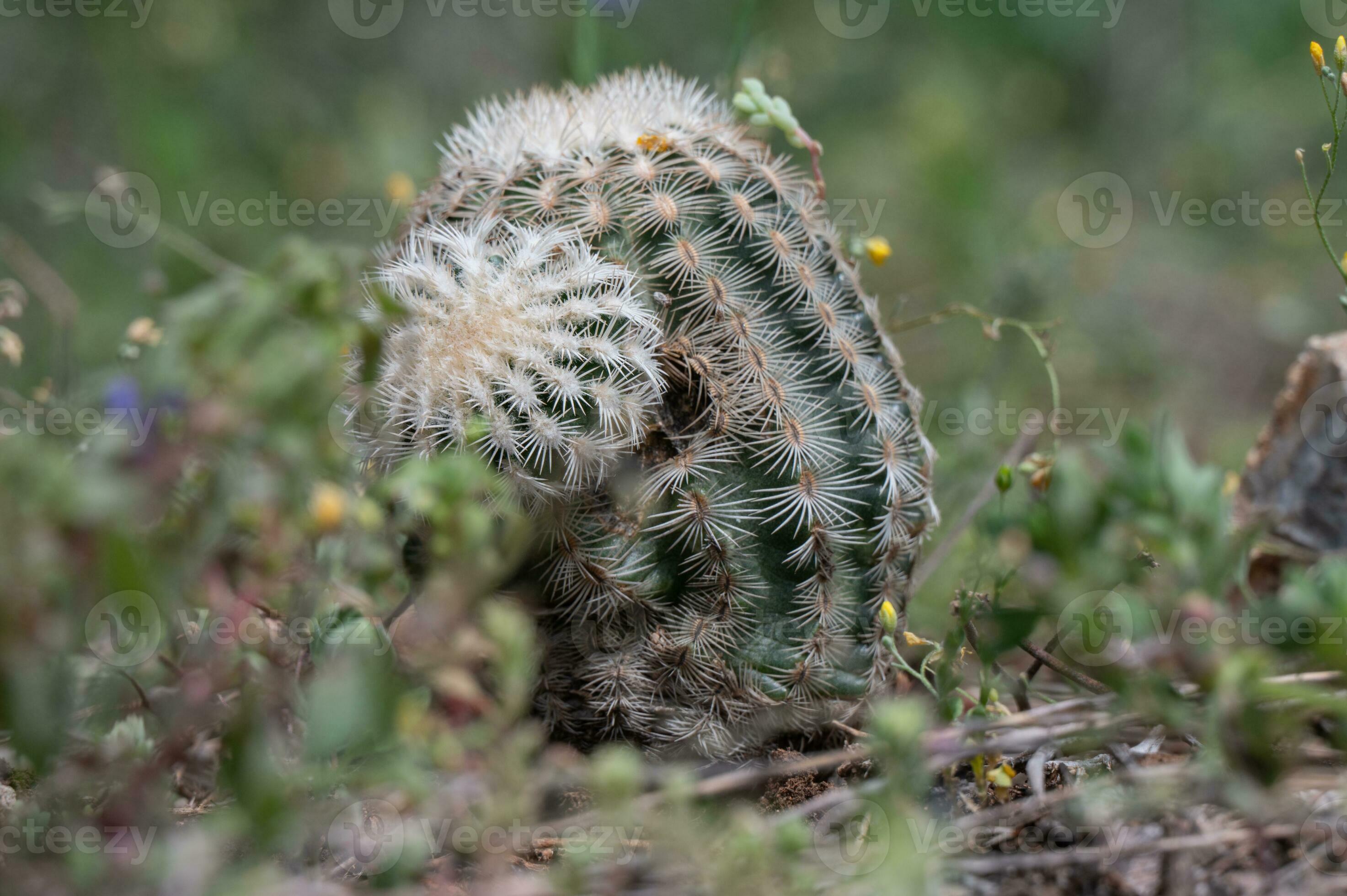 A small cactus growing in the Texas Hill Country. 24097348 Stock Photo at Vecteezy