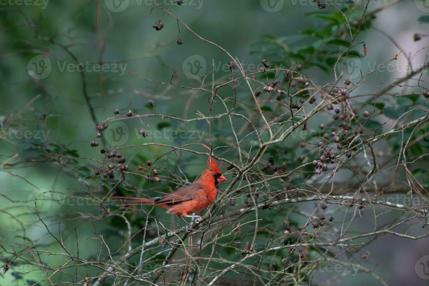A beautiful red cardinal providing a bright splash of color against a green background. photo