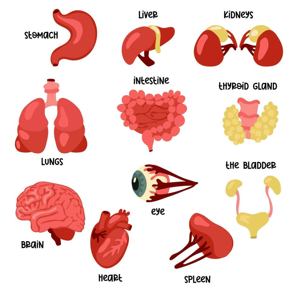 A set of color vector illustrations of human internal organs. Suitable for printing, Internet and presentations. Simple illustrations of organs in the flat style. Cartoon, tutorial