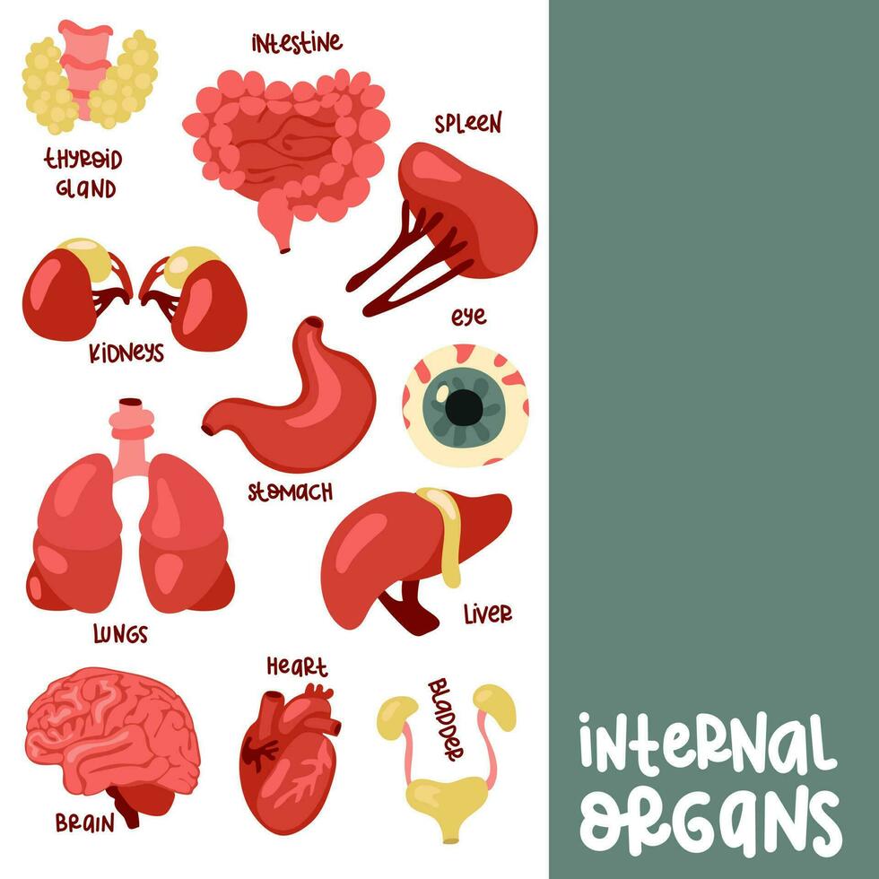 A set of color vector illustrations of human internal organs with captions. Suitable for printing, Internet and presentations. Simple illustrations of organs in a flat style. Cartoon, tutorial, books