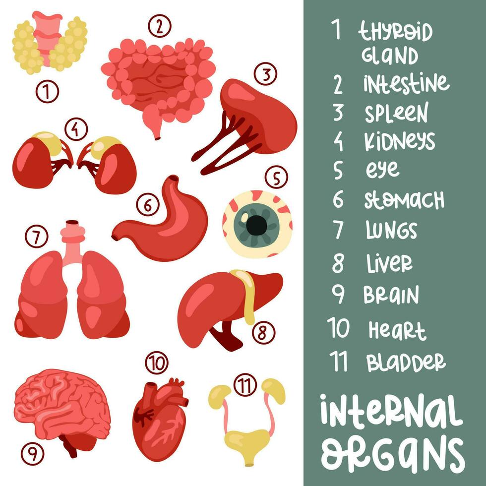 un conjunto de color vector ilustraciones de humano interno órganos con subtítulos adecuado para impresión, Internet y presentaciones sencillo ilustraciones de órganos en un plano estilo. dibujos animados, tutorial, libros