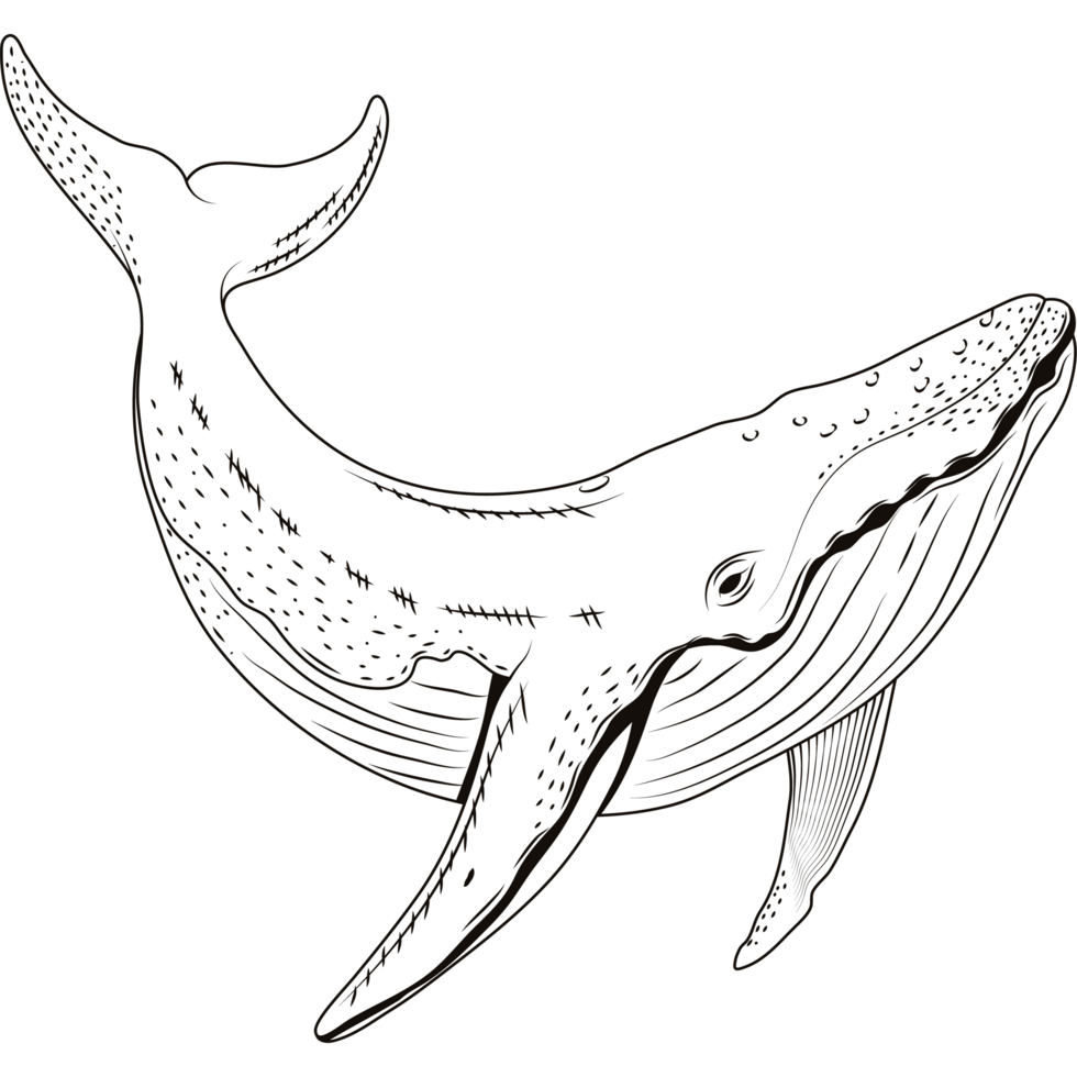 walvis zeeleven schetsen stijl png
