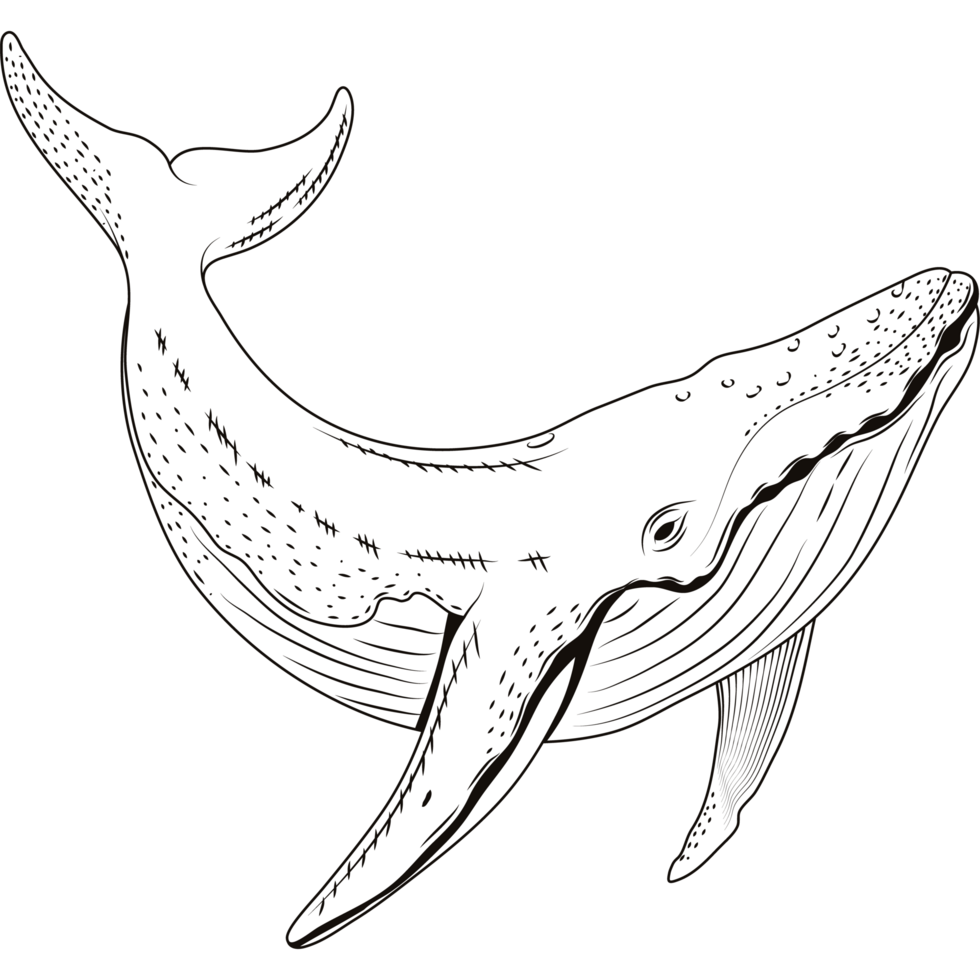 whale sealife sketch style png