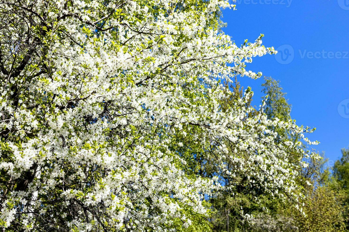 branches of lwhite blossoming cherry tree in park photo