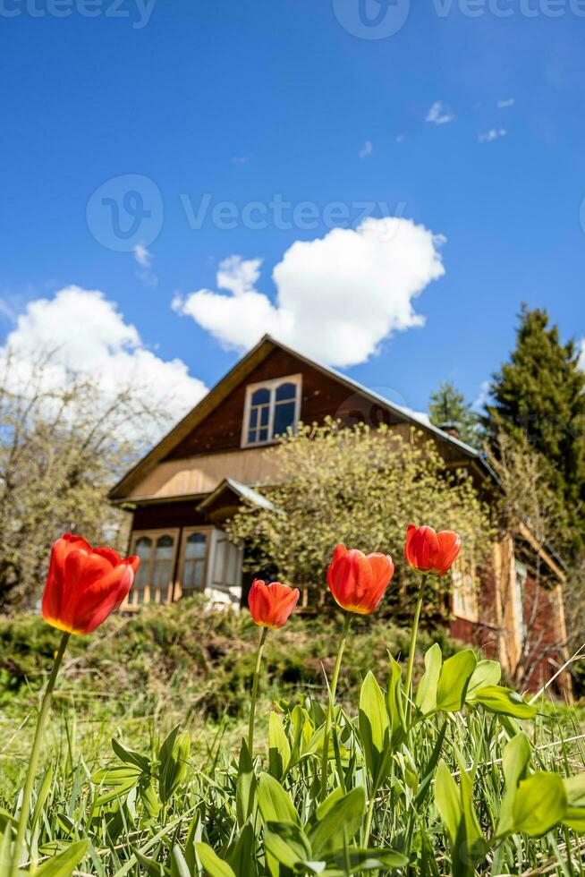 bottom view of red tulips at yard of rural house photo