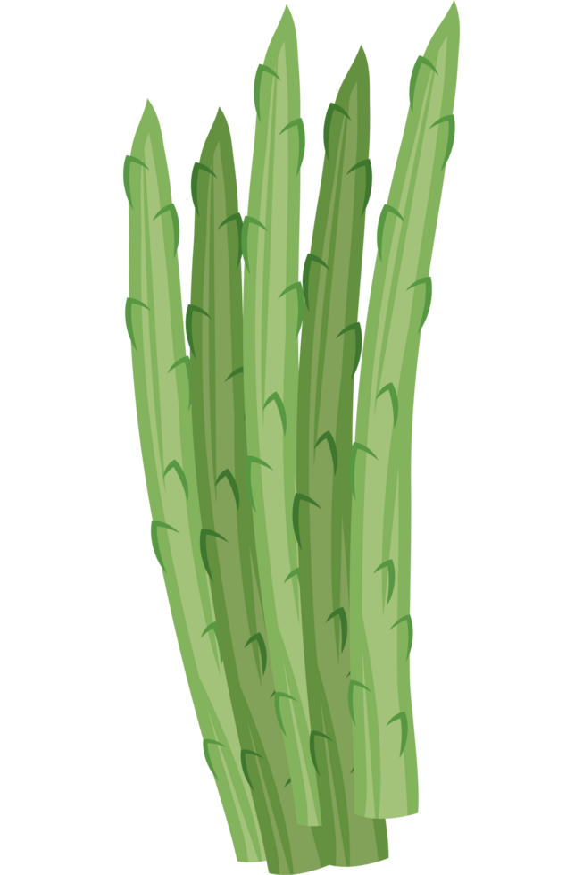 asparagus fresh vegetable png