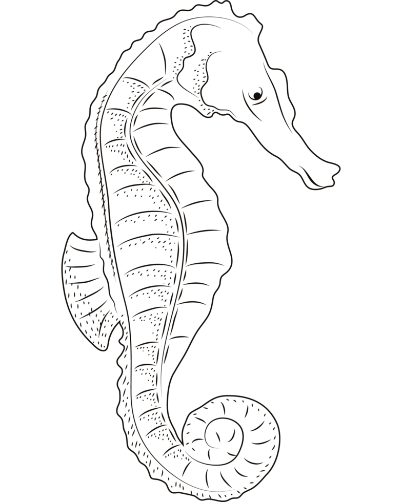 seahorse sealife sketch style png