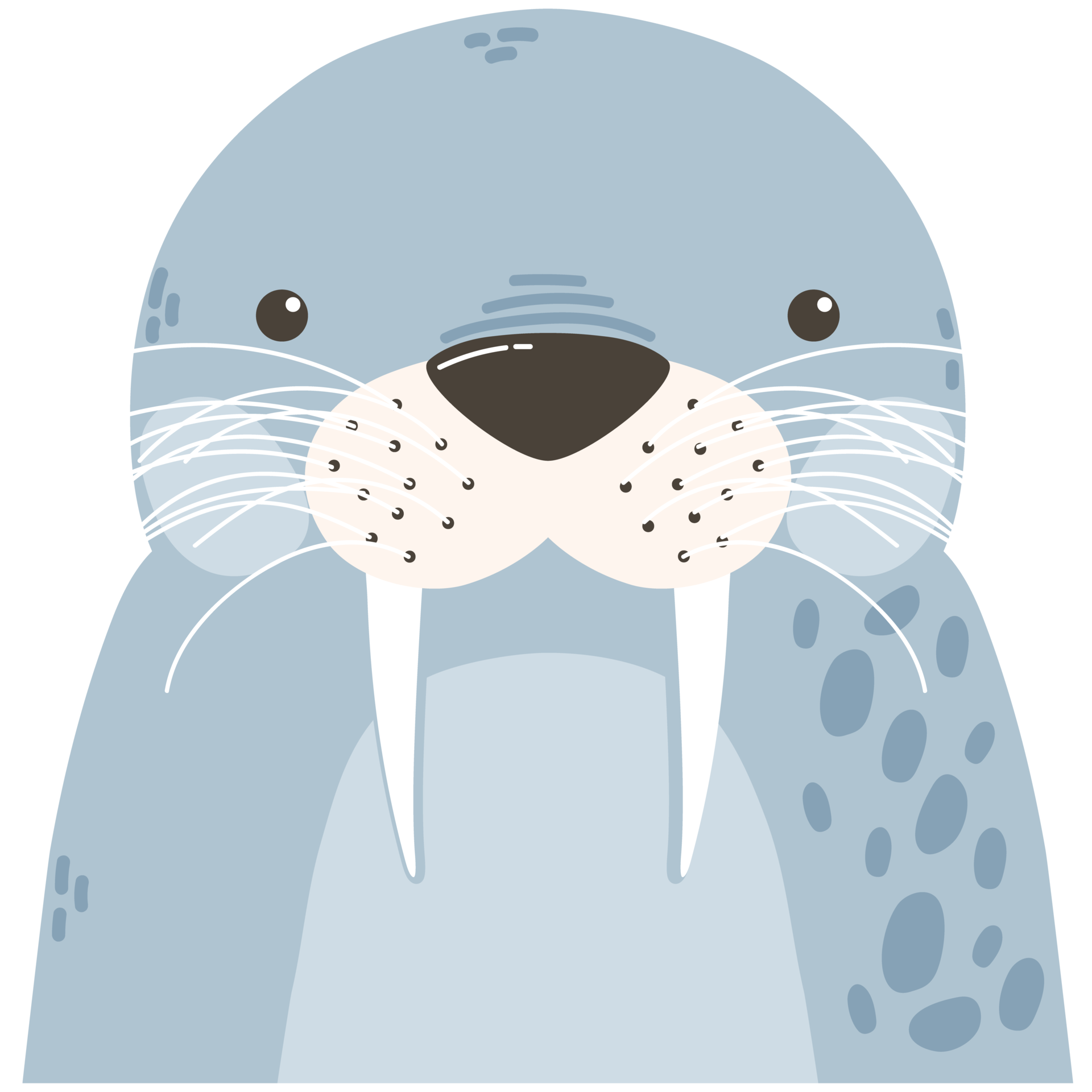 cute seal animal 24098663 PNG
