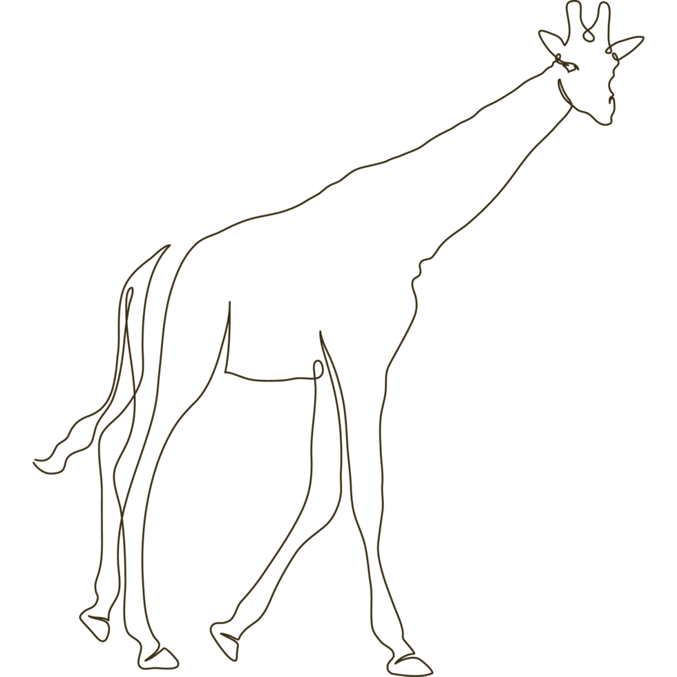 wild giraffe line drawn png