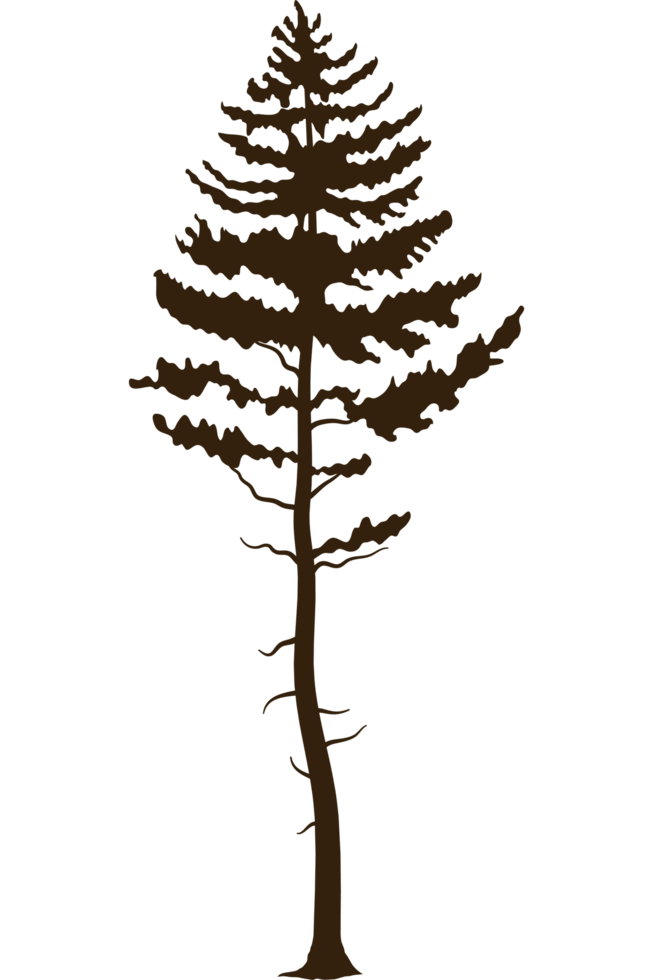 pine tree plant forest silhouette png