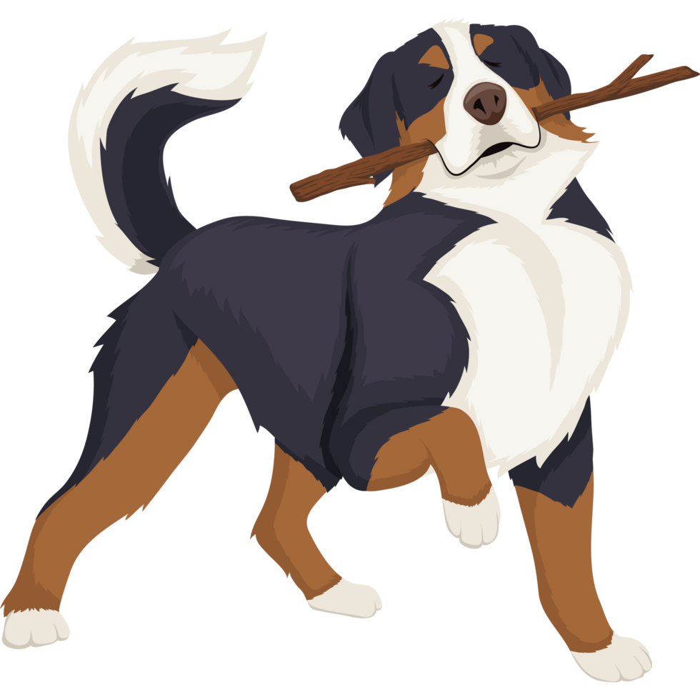 perro berner sennenhund png