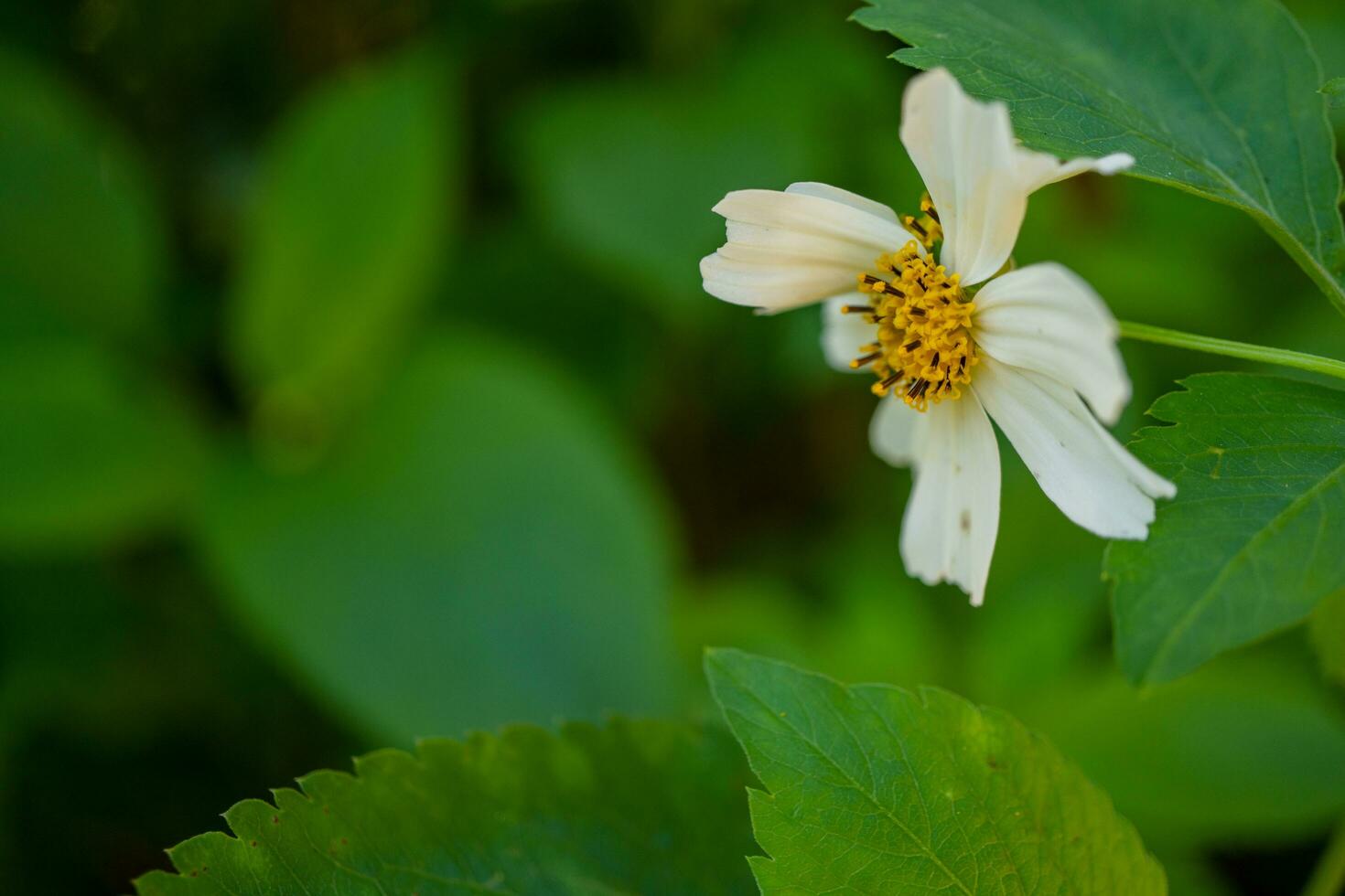 Wild white flower when is blossom at the spring time. The photo is suitable to use for botanical flower content media and nature background.