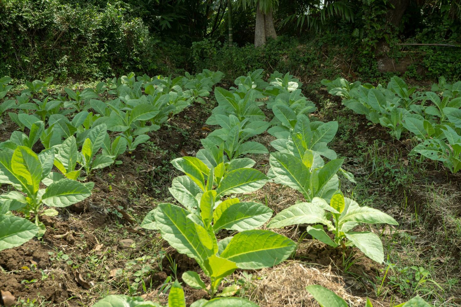 Tobacco garden field when growing season terracing method on high ground. The photo is suitable to use for botanical background, nature tobacco posters and nature content media.