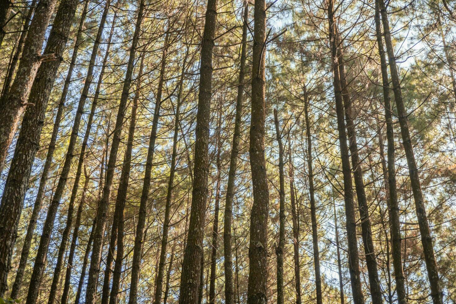 Pine forest when springtime that on the track for hiking mountain. The photo is suitable to use for adventure content media, nature poster and forest background.