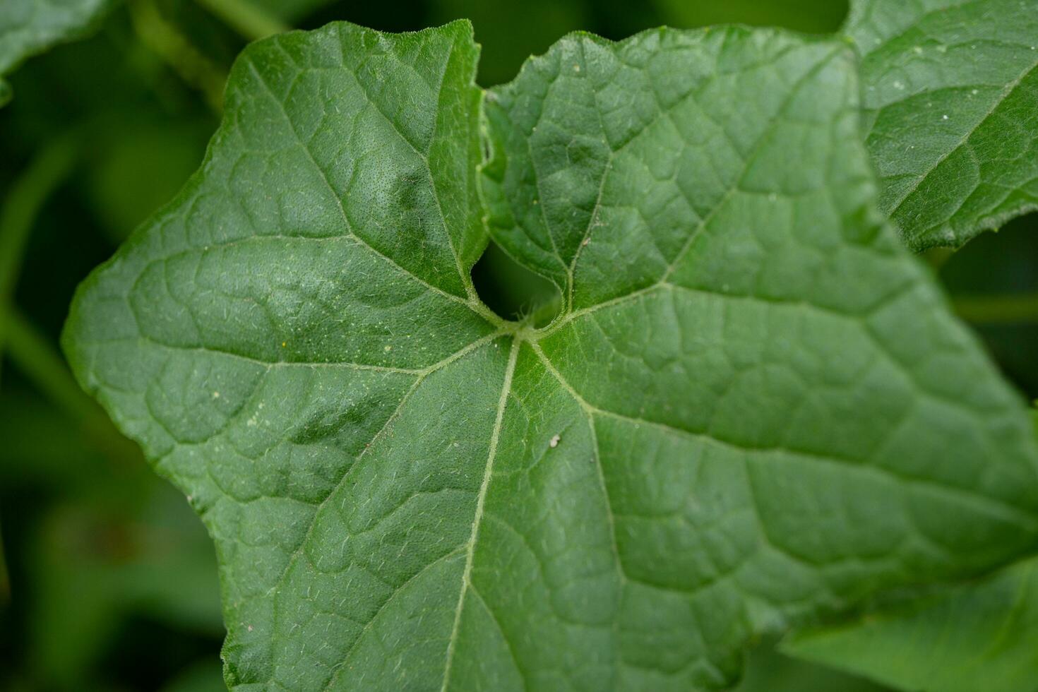 Close up photo of green little leaf on the park. Photo is suitable to use for nature background, botanical poster and nature content media.