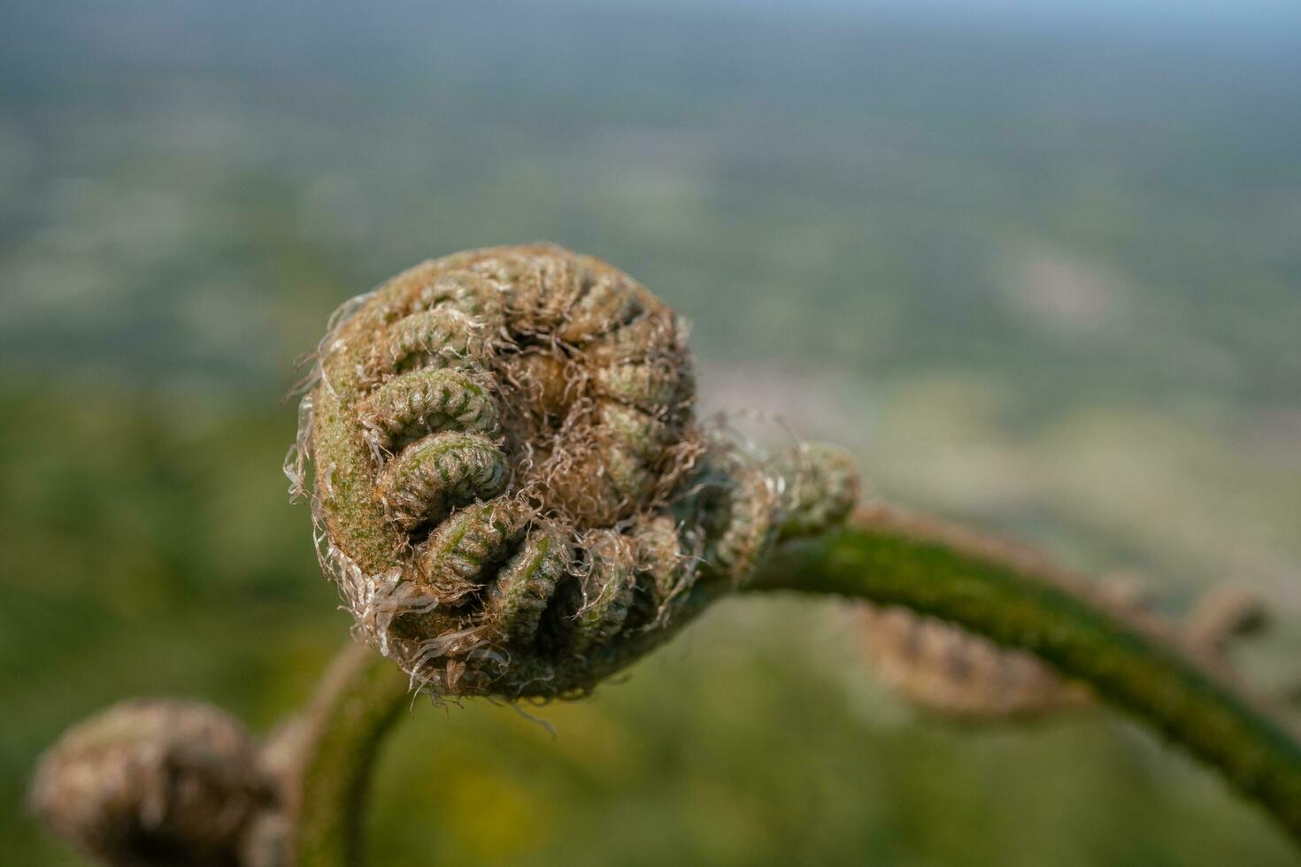 Fern leaf bud on the mountain with blurry background. The photo is suitable to use for botanical nature background, fern content media and tropical poster.