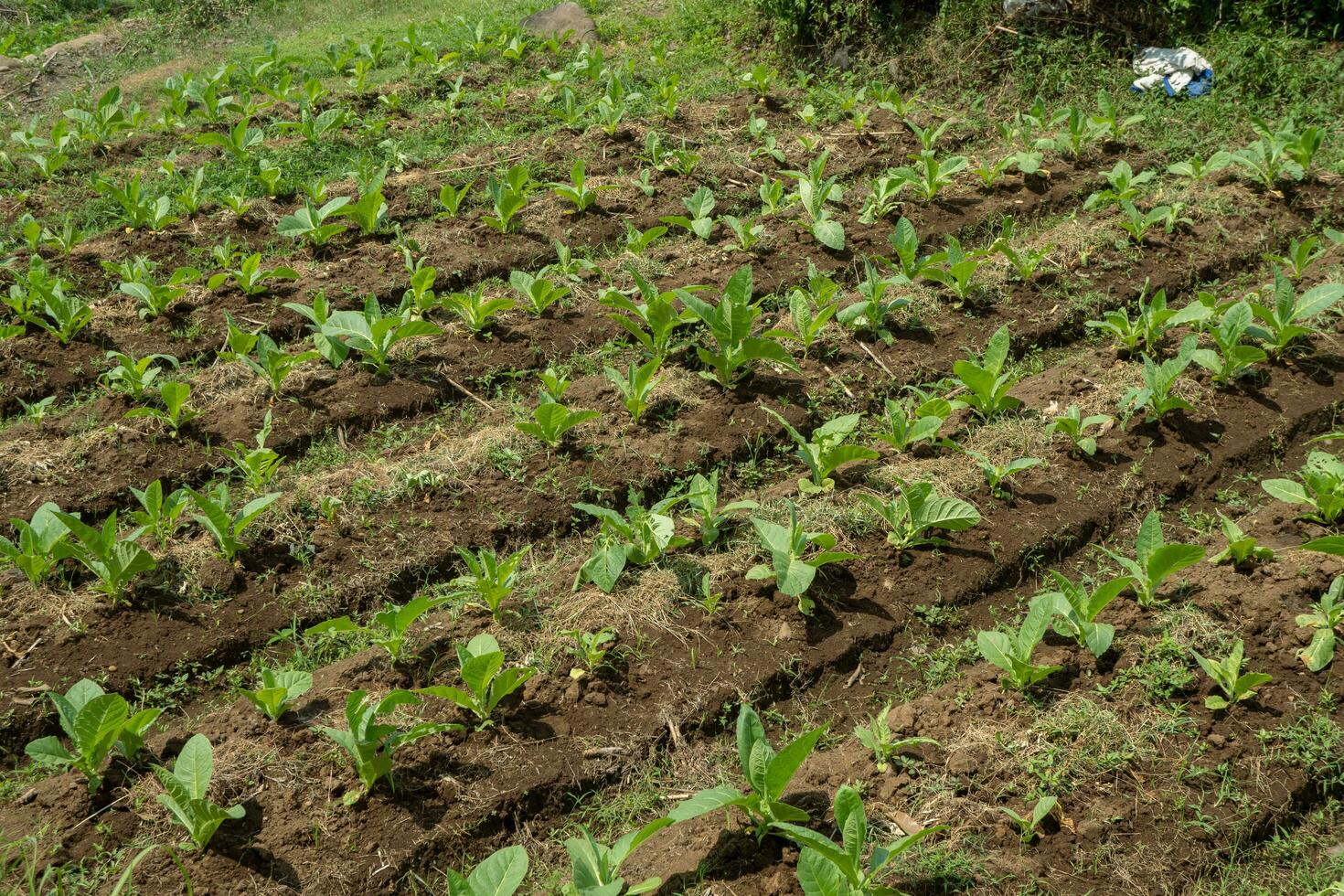 tabaco jardín campo cuando creciente temporada terrazas método en alto suelo. el foto es adecuado a utilizar para botánico fondo, naturaleza tabaco carteles y naturaleza contenido medios de comunicación.