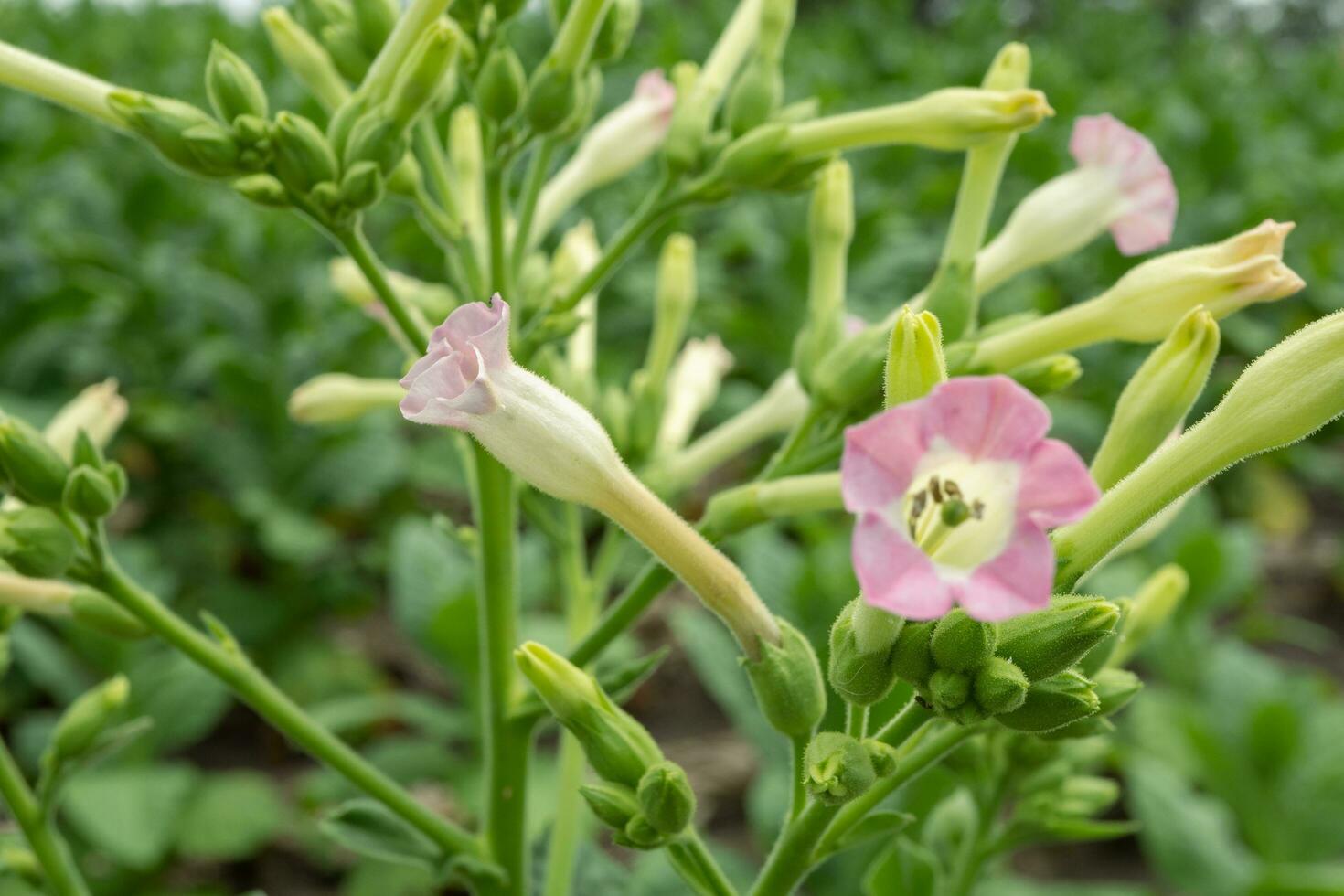 salvaje rosado flor y tabaco flor cuando es florecer a el primavera hora en jardín. el foto es adecuado a utilizar para botánico flor contenido medios de comunicación y naturaleza antecedentes.