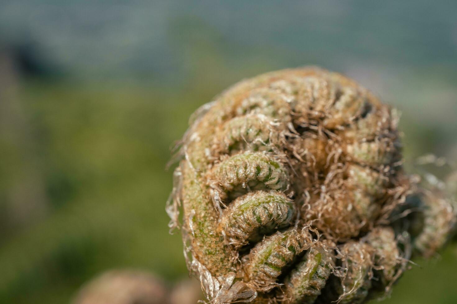 Fern leaf bud on the mountain with blurry background. The photo is suitable to use for botanical nature background, fern content media and tropical poster.