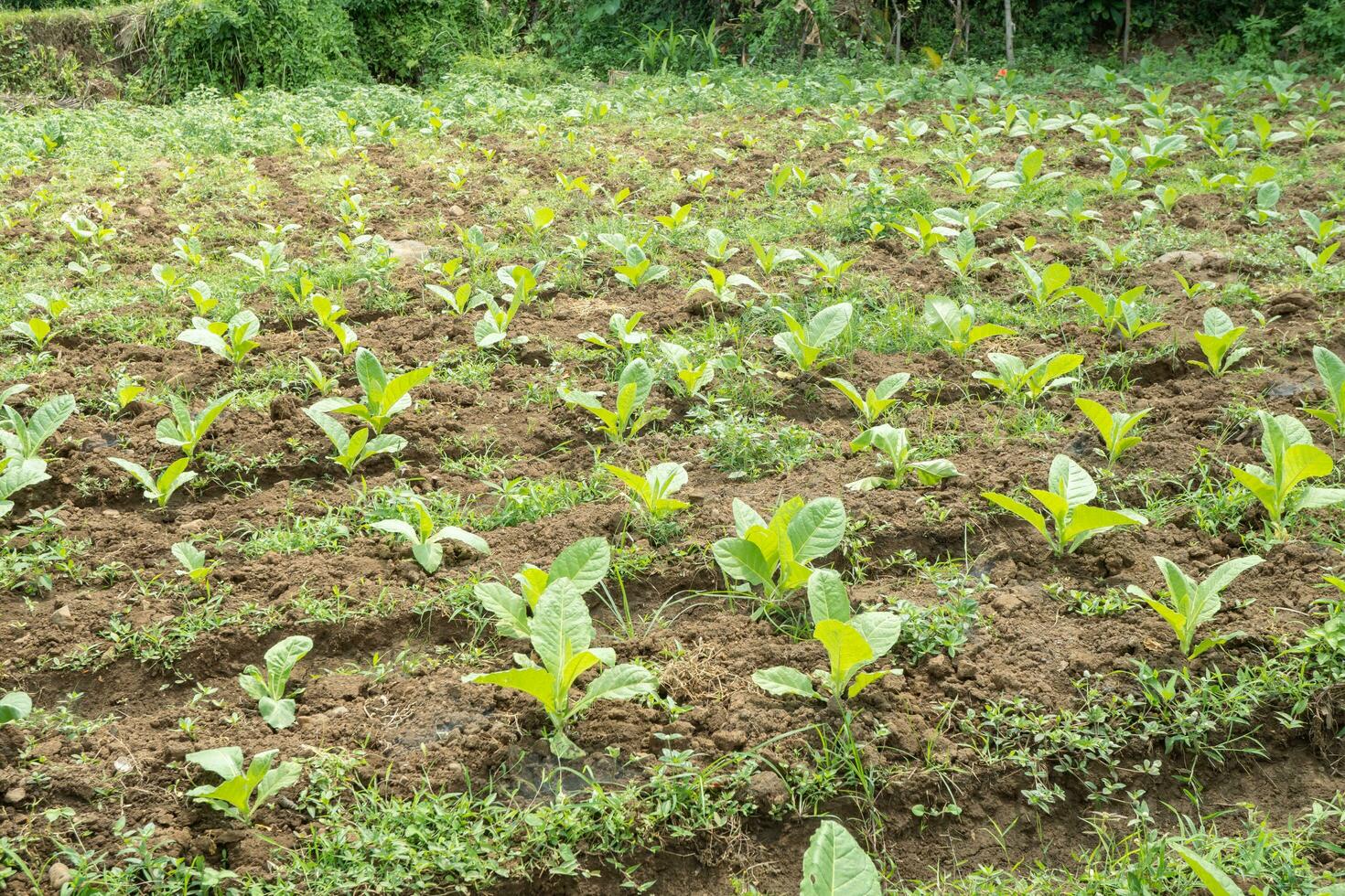 Tobacco garden field when growing season terracing method on high