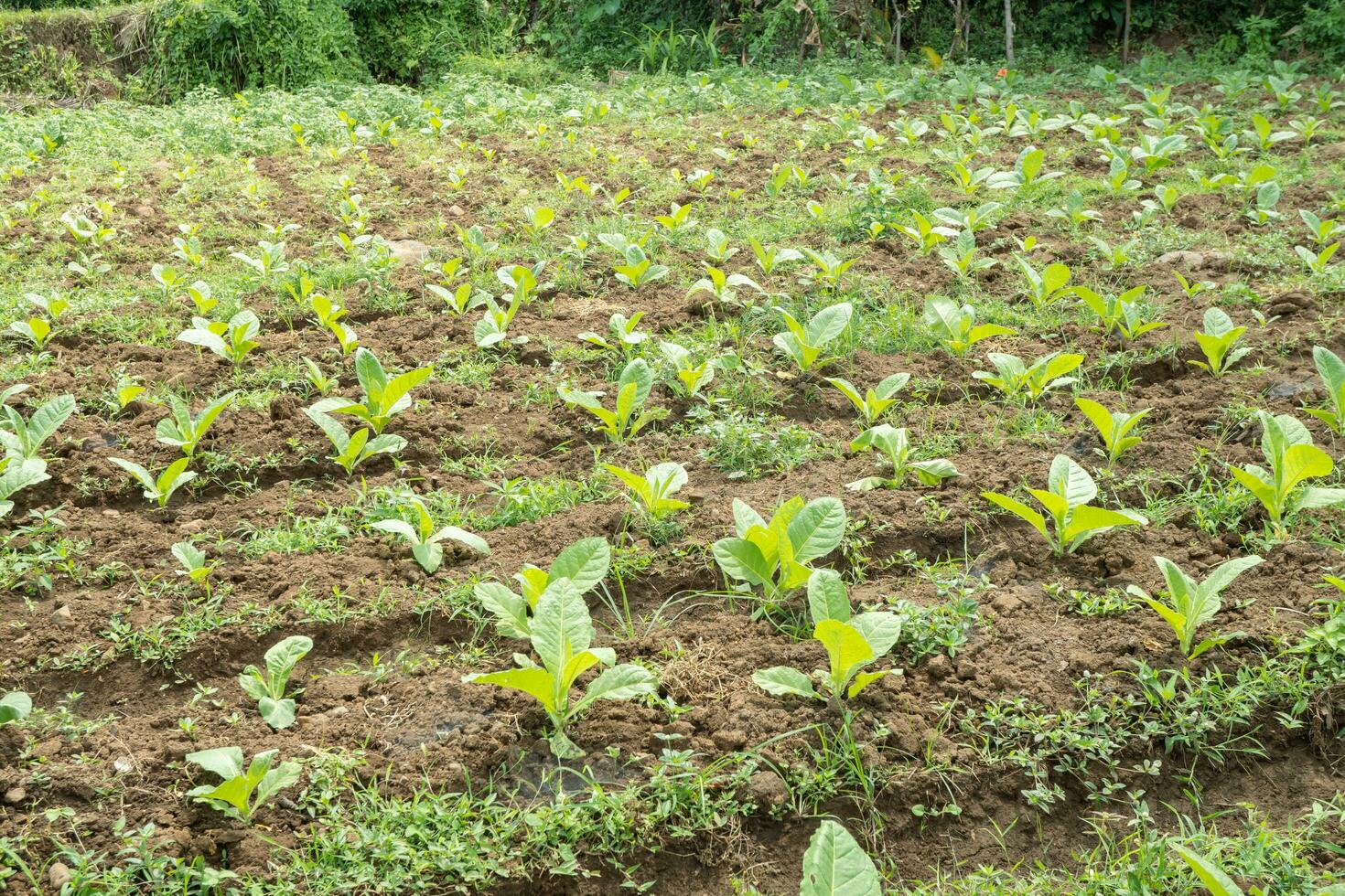 tabaco jardín campo cuando creciente temporada terrazas método en alto suelo. el foto es adecuado a utilizar para botánico fondo, naturaleza tabaco carteles y naturaleza contenido medios de comunicación.