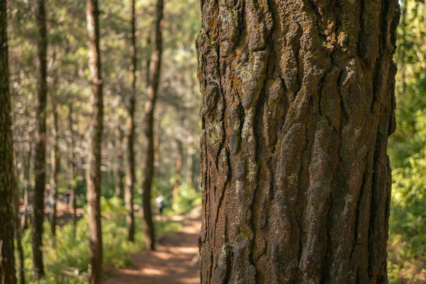 Surface and texture of tree trunk on pine forest when spring time. The photo is suitable to use for botanical background, nature posters and nature content media.