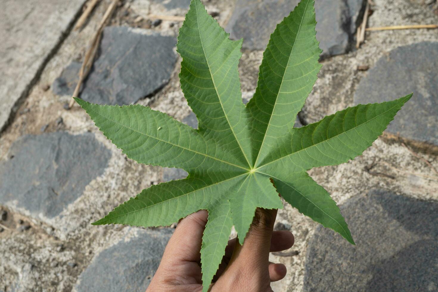 Texture and surface of marijuana leaf when spring season, hold by hand. The photo is suitable to use for marijuana content media, nature background and marijuana poster.