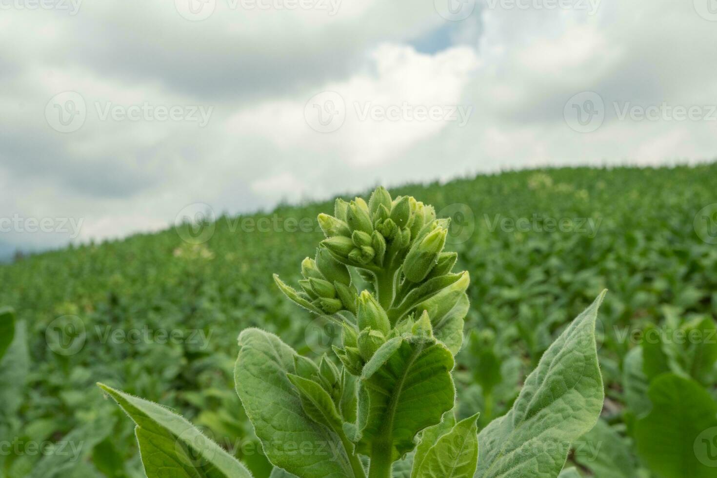 verde tabaco flor brote cuando primavera temporada en jardín campo. el foto es adecuado a utilizar para jardín campo contenido medios de comunicación, naturaleza póster y granja antecedentes.