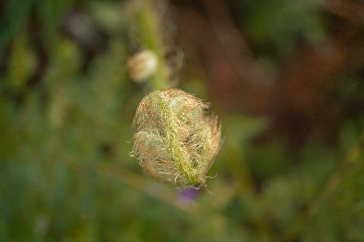 Fern leaf bud on the mountain with blurry background. The photo is suitable to use for botanical nature background, fern content media and tropical poster.