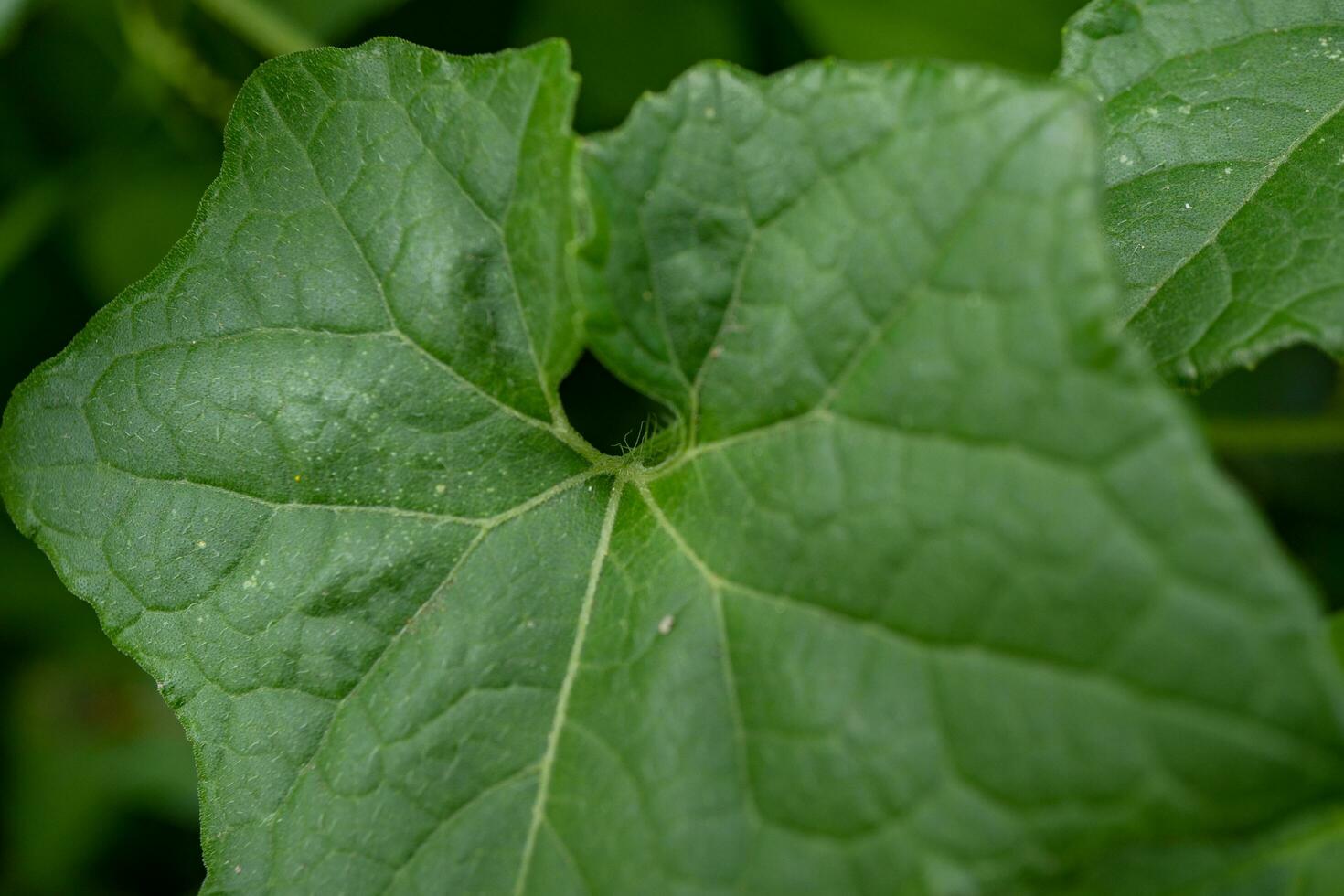 Close up photo of green little leaf on the park. Photo is suitable to use for nature background, botanical poster and nature content media.