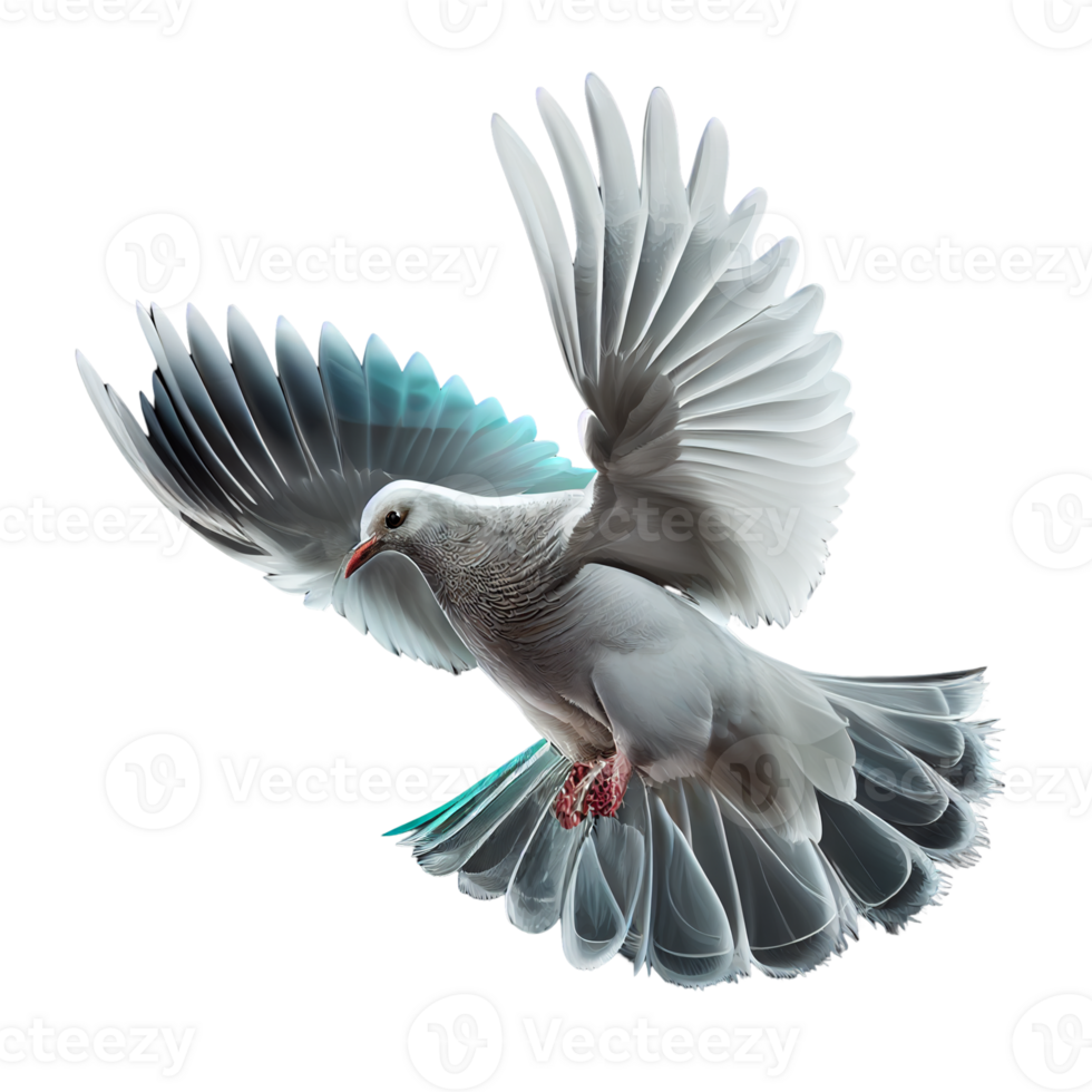 pigeon on a transparent background, png