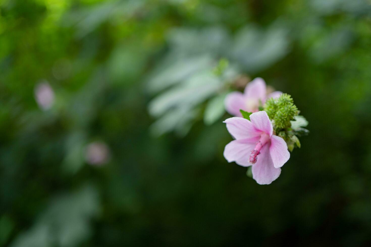 Wild pink flower and tobacco flower when is blossom at the spring time on garden. The photo is suitable to use for botanical flower content media and nature background.