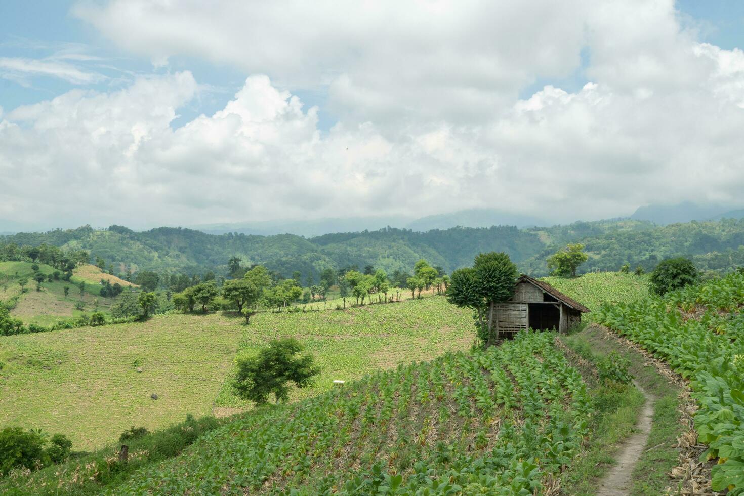 Landscape tobacco and corn field when dry season with blue sky and cloudy vibes. The photo is suitable to use for garden field content media, nature poster and farm background.