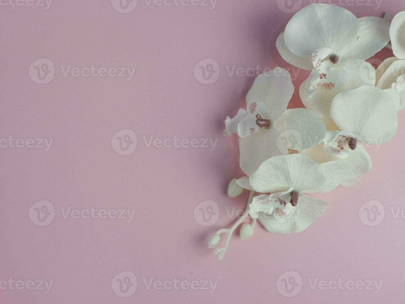 white flower composition on pink pastel background with copy space for text photo