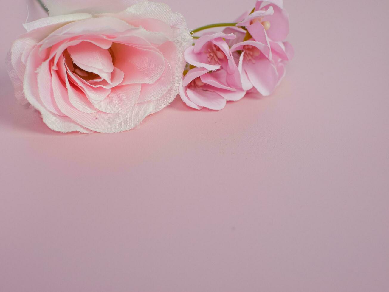 pink roses on pink background with copy space for text photo