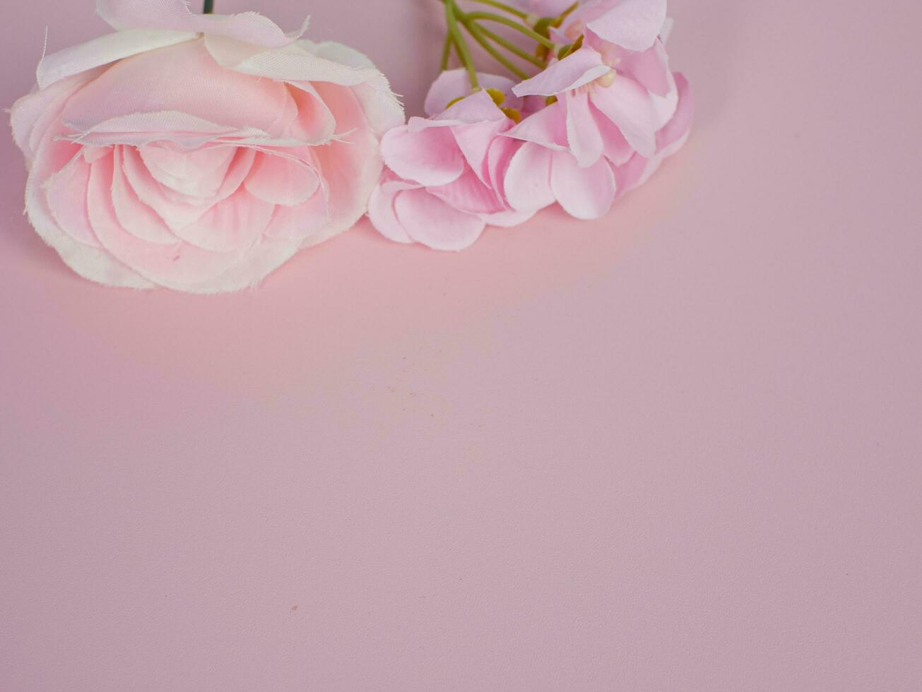 pink roses on pink background with copy space for text photo