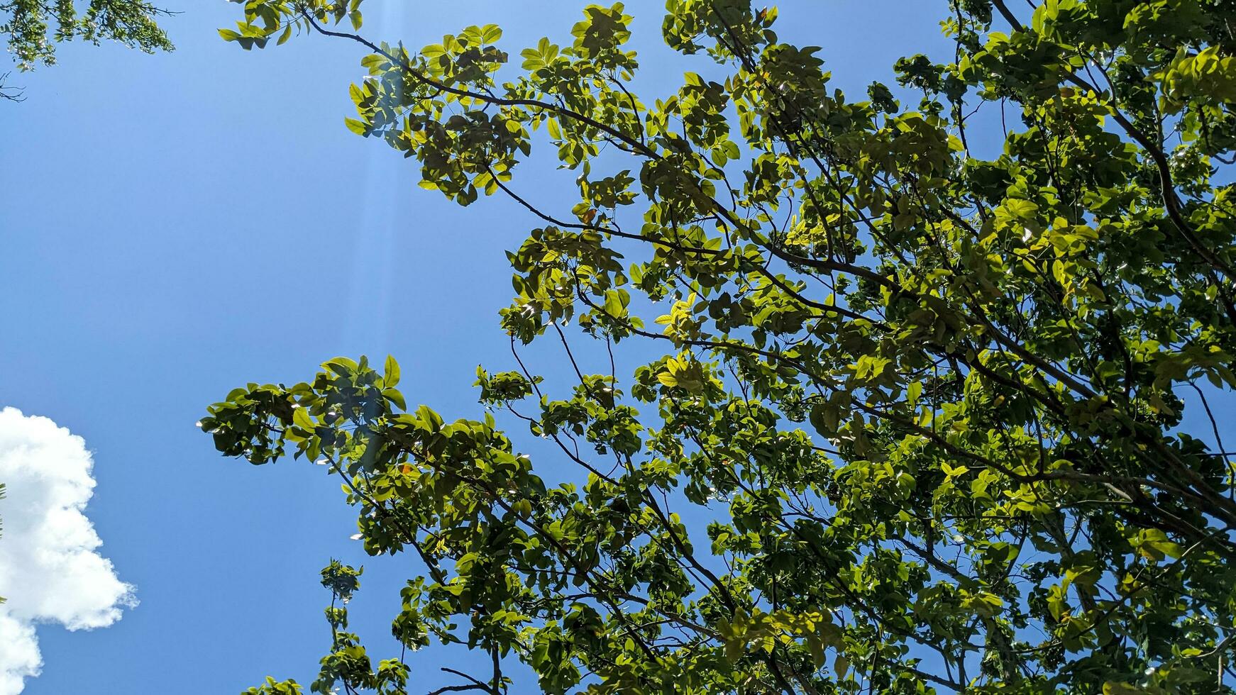 low angle view of Green Tree Against clear blue sky photo