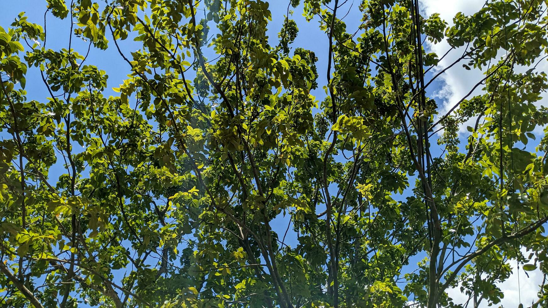 low angle view of Green Tree Against clear blue sky photo