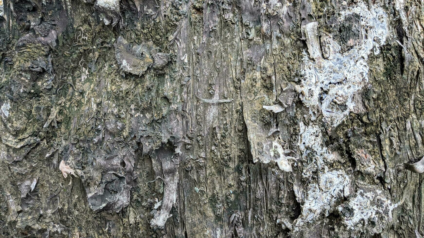 cerca arriba de gris árbol ladrar textura con Copiar espacio para antecedentes foto