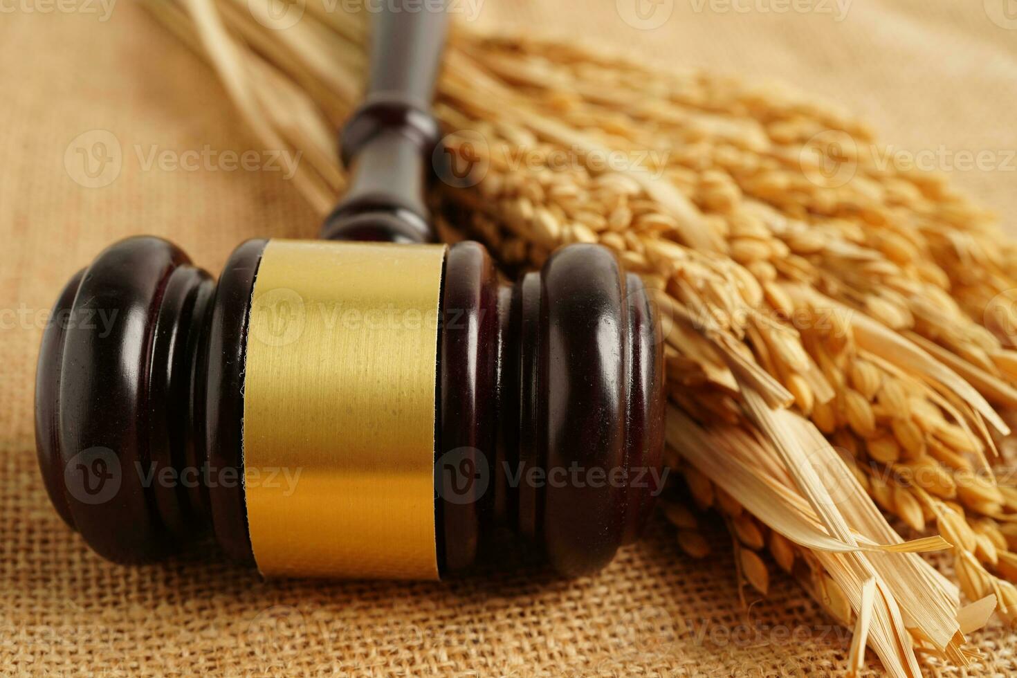 Judge gavel hammer with good grain rice from agriculture farm. Law and justice court concept. photo