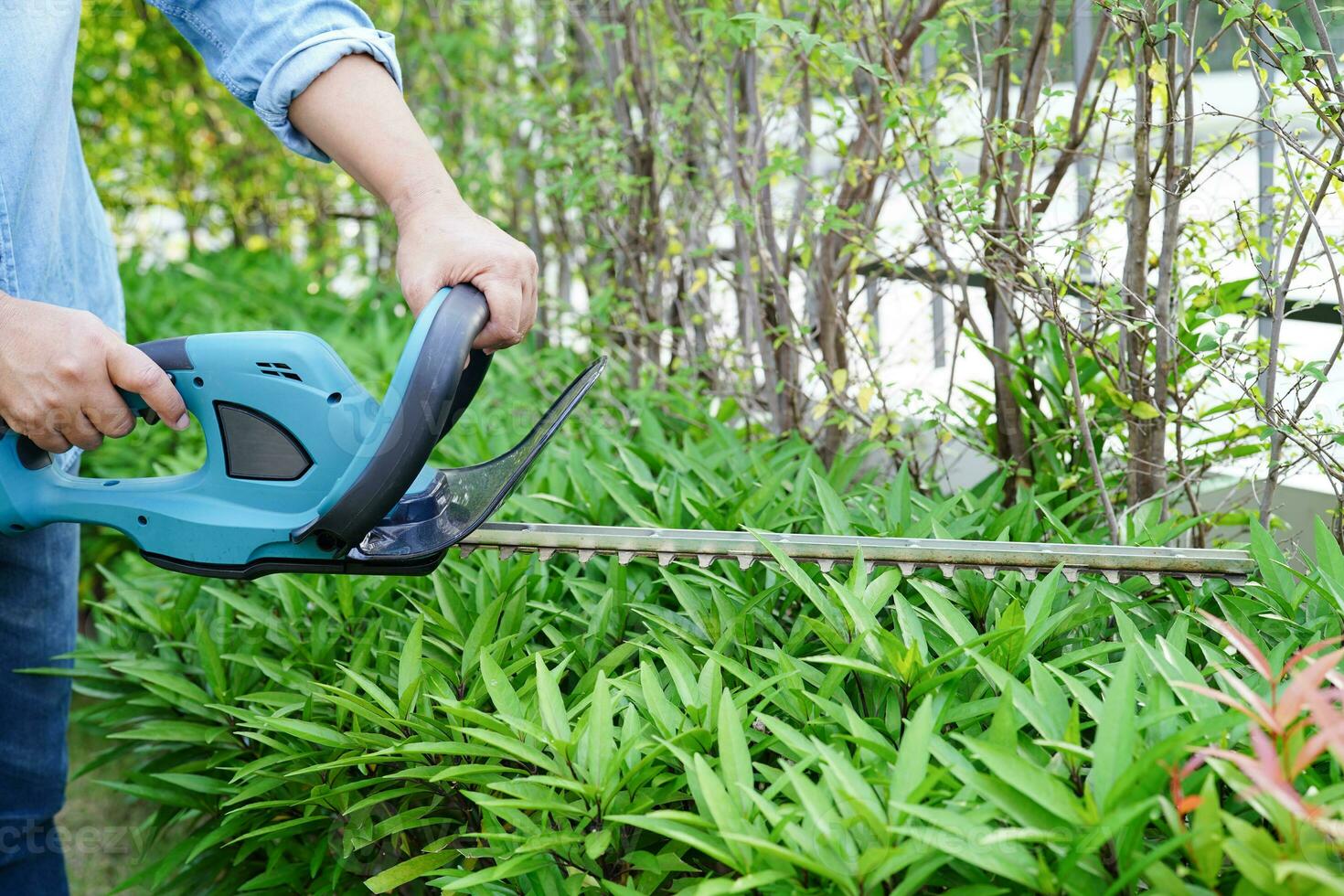 Gardener trimming bush by electric hedge clippers in garden. Hobby at home. photo