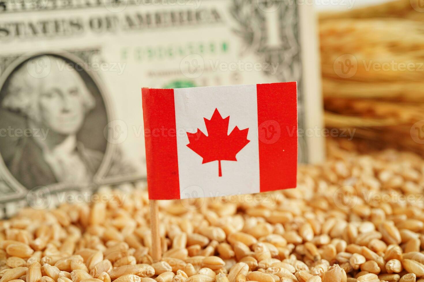 Canadá bandera en grano trigo, comercio exportar y economía concepto. foto